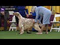 Setters (English) | Breed Judging 2020 の動画、YouTube動画。