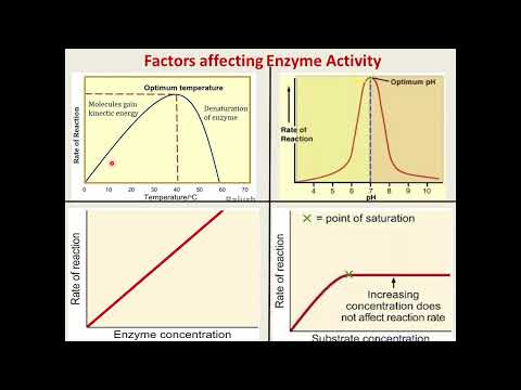 Enzymes (properties- structure- mechanism- classification-inhibition-......)