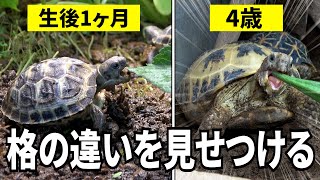 Baby Tortoise and Adult Tortoises Eating Fresh Vegetables ASMR