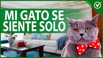 ¿Cómo saber si su gato se siente solo?