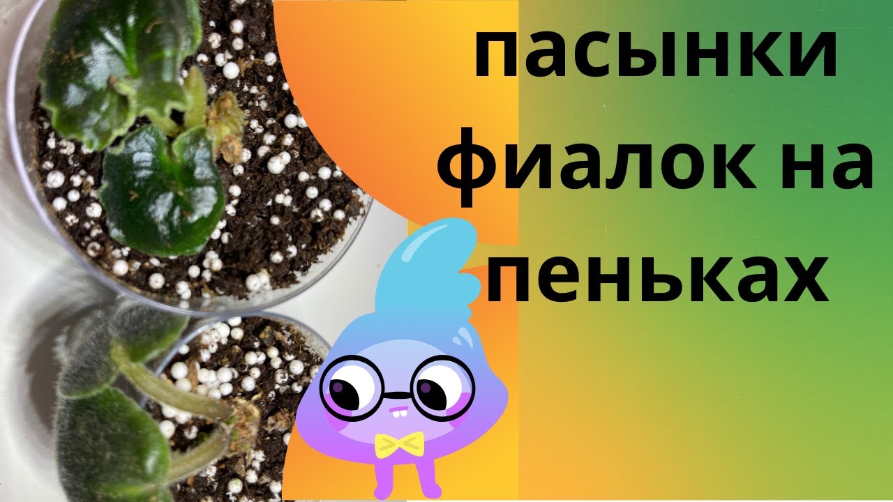 Выращивание пасынков фиалок на пеньке//Growing and removing suckers of violets different ways.