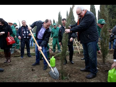 დენდროლოგიურ პარკში 650 კიპარისის ნერგი დაირგო