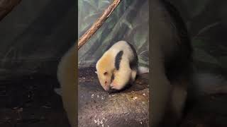This Anteater Is An Expert On Ants And Termites