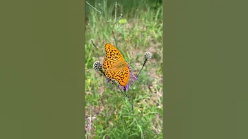 Butterflies For Kids Butterfly Facts For Kids Educational Shorts For Kids 