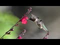 Master Photography Tips from George DeCamp - Hummingbirds
