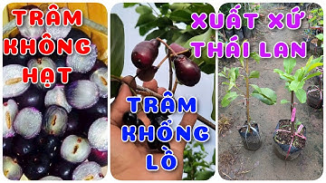 Cây Trâm không hạt & Trâm khổng lồ | 0386569374 - Ngọc Ngân Bến Tre | Chuyên cây độc lạ