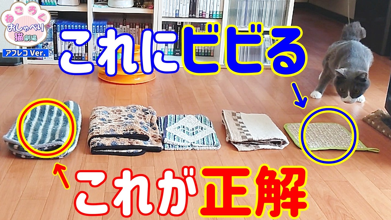 While testing whether his favorite towel is truly unique, the cat