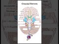 cranial nerve and it function...very simple form