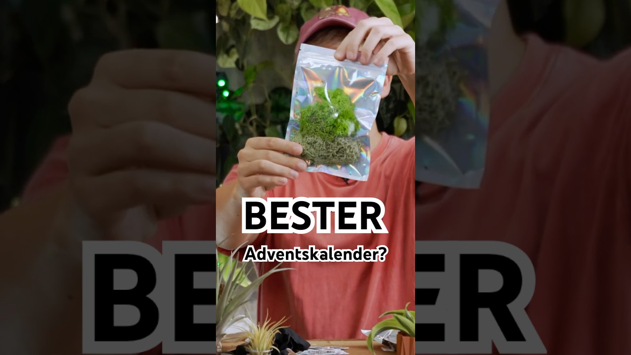 The BEST Advent calendar with houseplants?  #planthaul #unboxingvideo  #plants #urbangardening - YouTube