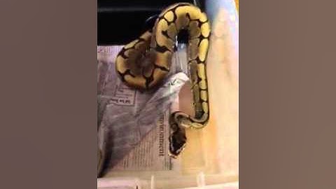 Ball python collection 2013