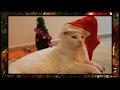 We Wish You A Merry Christmas - Cats Cover