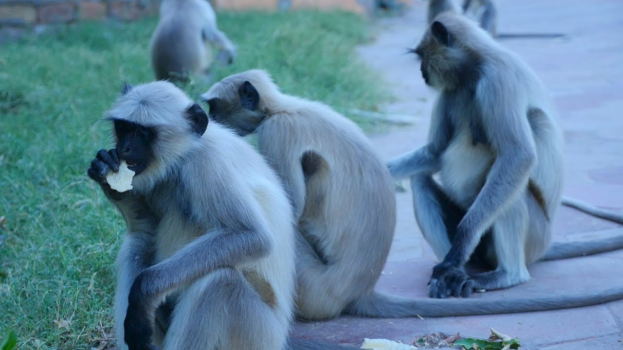 Langur Monkeys eating Human Junk Food || Langoor Bandar ka video ...