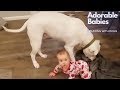 Adorable Babies Playing with Dogs and Cats  🐶🐱- Part1