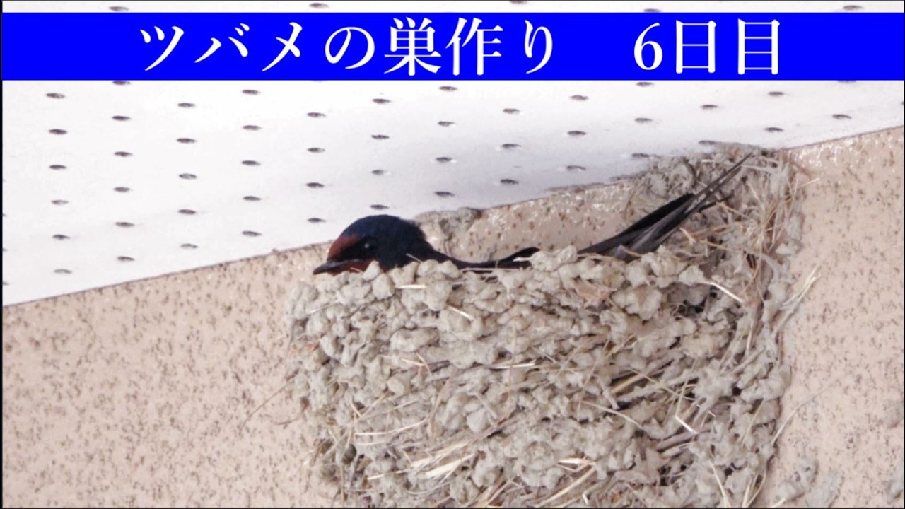 ツバメの巣作り6日目 - YouTube