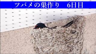 ツバメの巣作り6日目 - YouTube