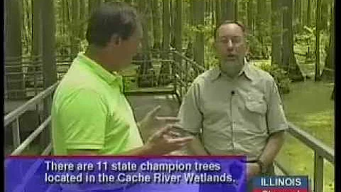 Illinois' Cache River