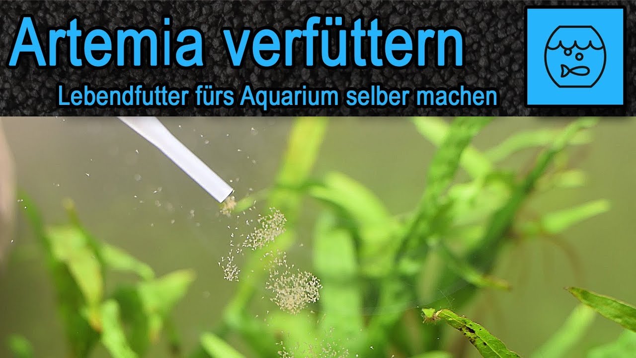 Artemia züchten und verfüttern Lebendfutter selber machen