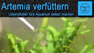 Artemia züchten und verfüttern - Lebendfutter selber machen - Fischfutter - JBL Artemio Set