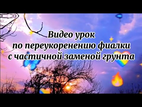 Переукоренение фиалки с
