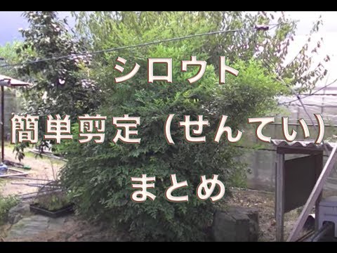 庭木の剪定 ナンテンの剪定方法 南天 Youtube