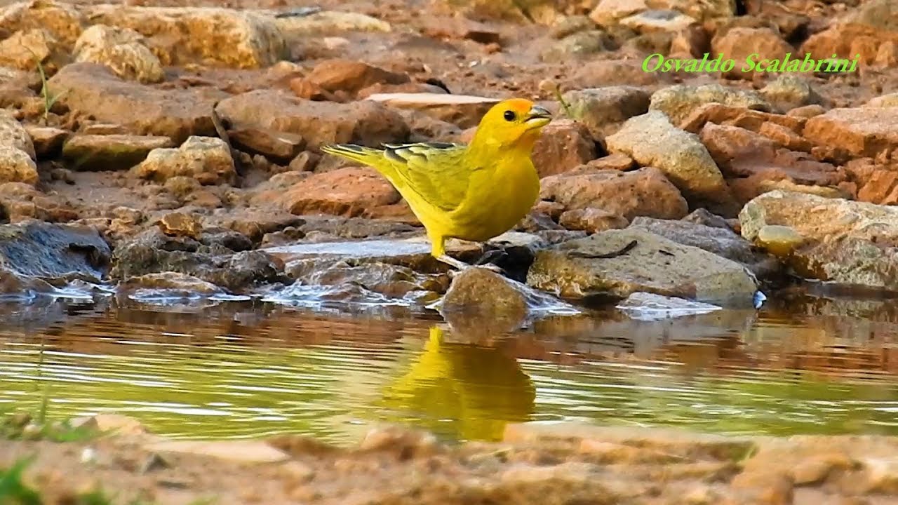 CANÁRIODATERRA na água do riacho (SICALIS FLAVEOLA), SAFFRON FINCH, AVE CANORA Livre na