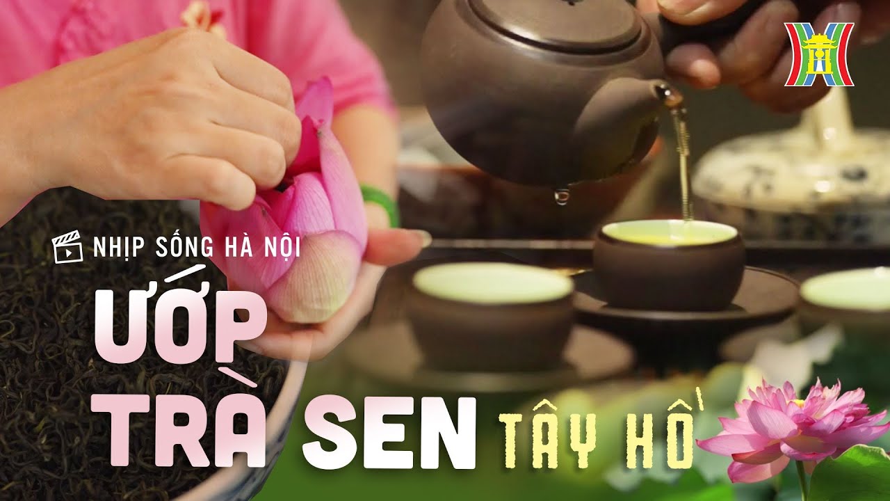 Ướp trà sen Tây Hồ | Nhịp sống Hà Nội
