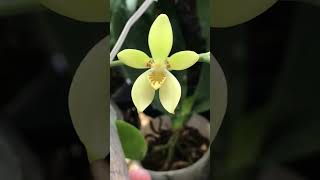 260509 IMG 5541 Phal. cochlearis 'Indonesia' 原生種初次開花，簡單的美麗