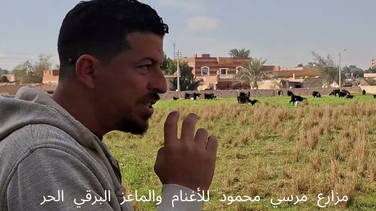 مشروع تربية الماعز في المنزل : اقل التكاليف ـ اعلي الارباح في 5 شهور بس 