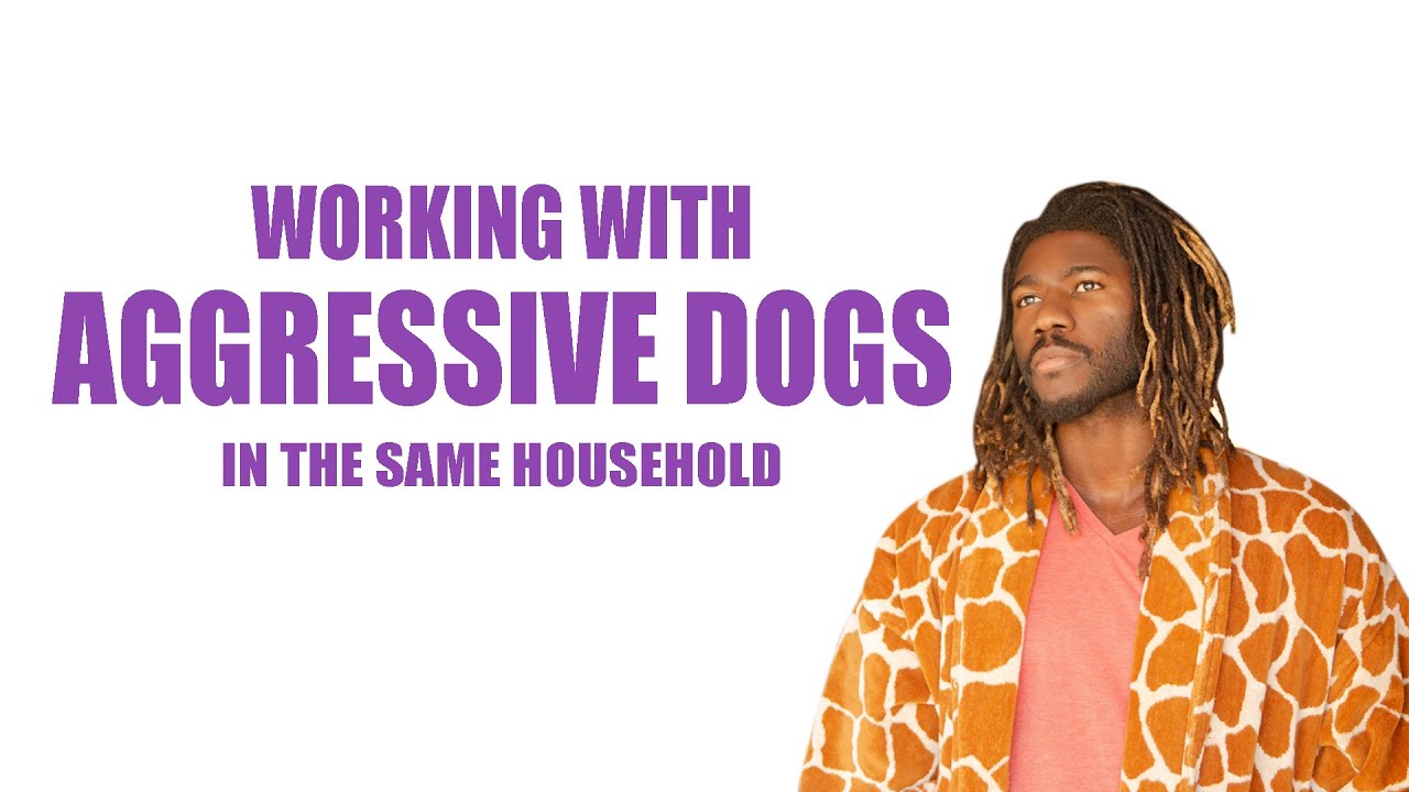 WORKING WITH AGGRESSIVE DOGS IN THE SAME HOUSEHOLD YouTube working-with-aggressive-dogs-in-the-same-household-youtube
