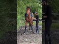 Просто испугался и встал на старт(из тырнета) #horses #mustang #природа #лошади #humor