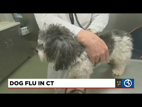 Wideo: AKTUALIZACJA: Dog Flu kontynuuje rozprzestrzenianie się w całym regionie Heartland