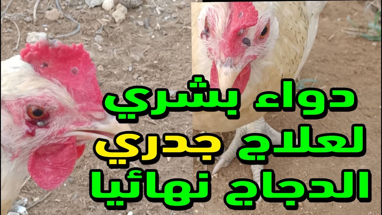 علاج الجدري عند الدجاج بدواء بشري رخيص الثمن  هتعالج الجدري عند الدجاج بتاعك نهائيا  عن تجربة