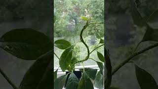 The results of shaping an avocado with a wire