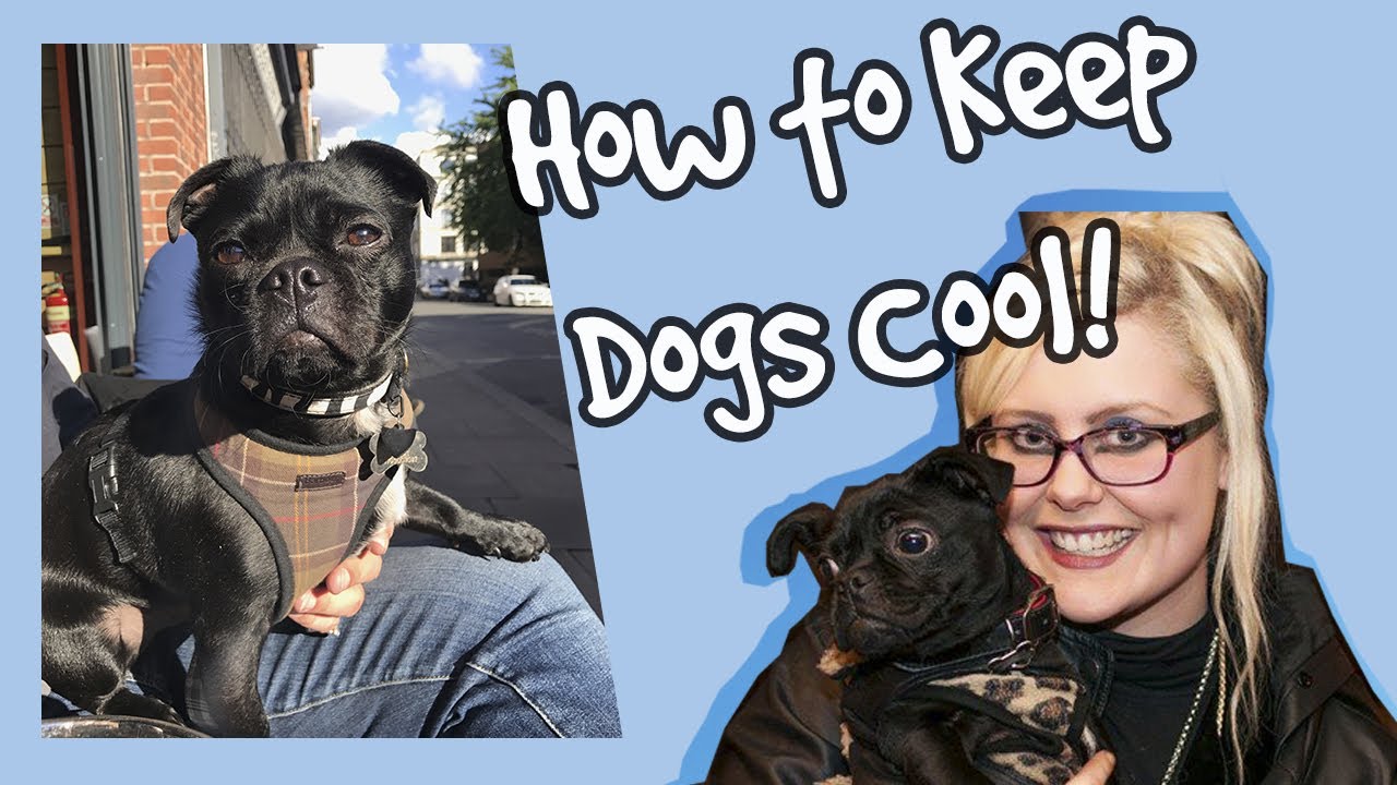 How to Keep Dogs Cool in the Summer Heat, Top 10 Dog ...