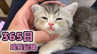 【祝1歳】生まれてから365日のもち様の成長記録