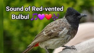 How does Redvented bulbul sound | Bulbul call | Bulbul | #bird_call song and sound