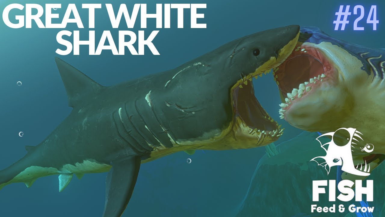 Feed And Grow Fish : Great White Shark - YouTube