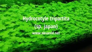 Akvared Akvaryum Bitkileri Hydrocotyle Tripartita Sp Japan Youtube