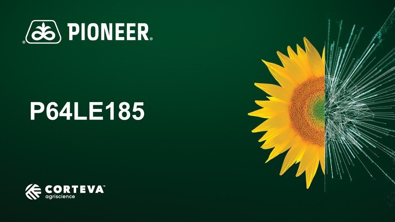 P64LE185 - Bemutató videó