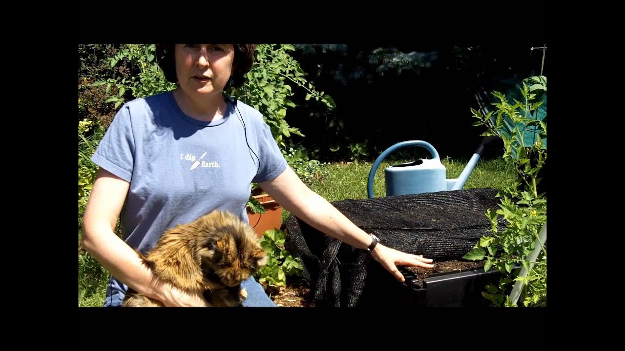 How to Keep Cats Out of Your Garden - YouTube