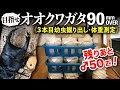 オオクワガタブリード90mmオーバー目指します！＜3本目幼虫掘り出し・体重測定＞残りあと♂50匹！