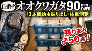 オオクワガタブリード90mmオーバー目指します！＜3本目幼虫掘り出し・体重測定＞残りあと♂50匹！