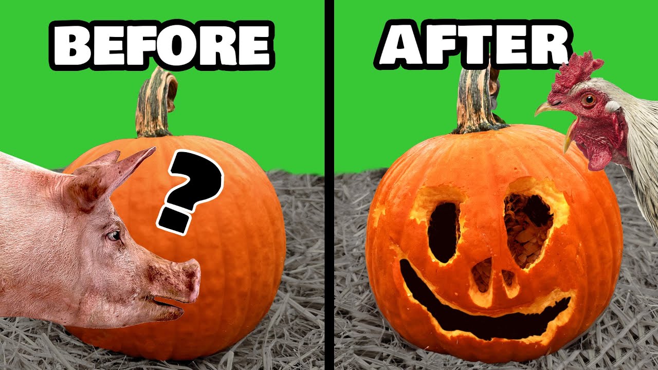 Farm Animals Carving Pumpkins (chickens vs pigs vs dogs vs barn cats vs