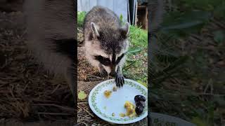 Momma raccoon enjoys scrambled eggs and. sausage.#mommaraccoon#sweetraccoon#cuteraccoon