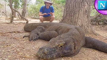 Komodo Dragons: World