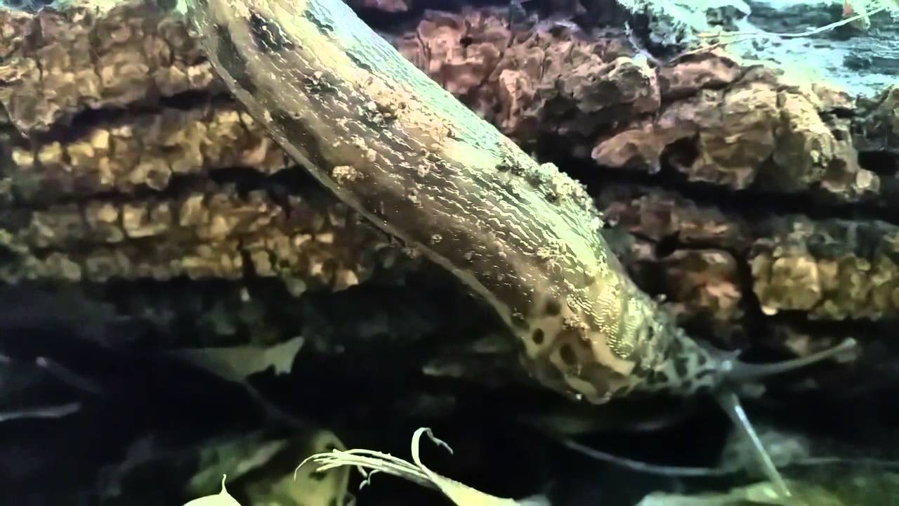 Huge Leopard Slug Michigan YouTube
