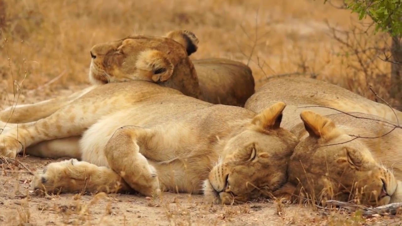 Relax Music & Beautiful Big Cats   2 Hours   Relax Meditation Sleep Music   HD 1080P