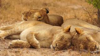 Relax Music & Beautiful Big Cats   2 Hours   Relax Meditation Sleep Music   HD 1080P screenshot 1