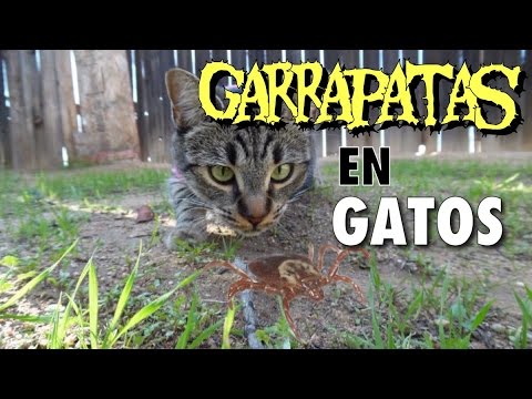 Video: ¿Mi gato tiene una garrapata?