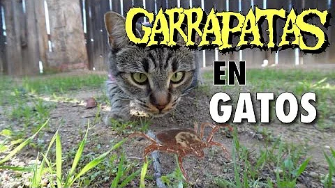 ¿Pueden las garrapatas pasar de los gatos a los humanos?